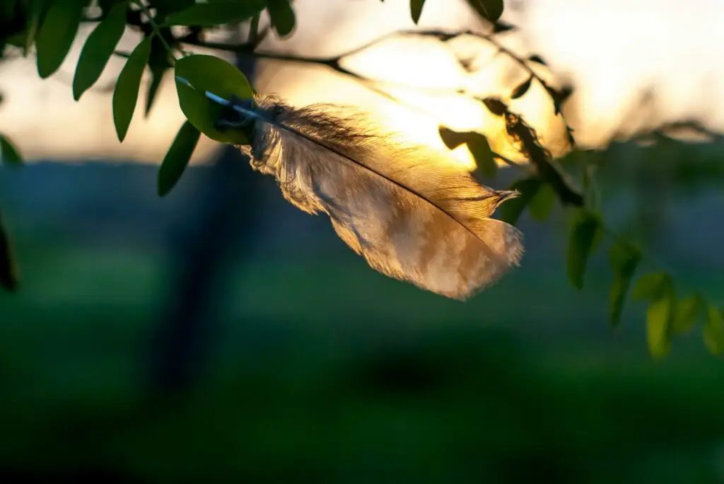A feather caught in tree leaves with a warm sunset background.